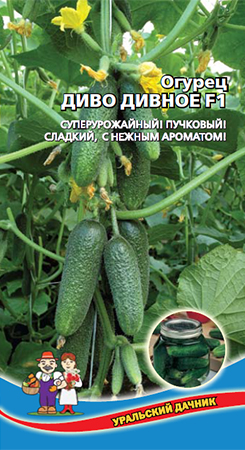 Огурец Диво Дивное