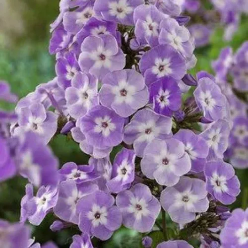 Флокс Катерина ВС