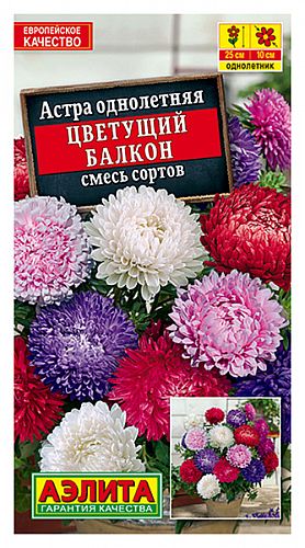 Астра Доминика Сапфир низк.
