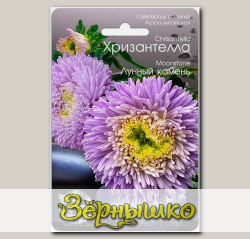 Астра Хризантелла Лунный камень 40шт