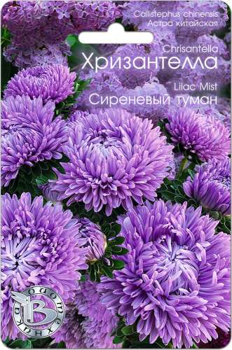 Астра Хризантелла Сиреневый Туман 30шт
