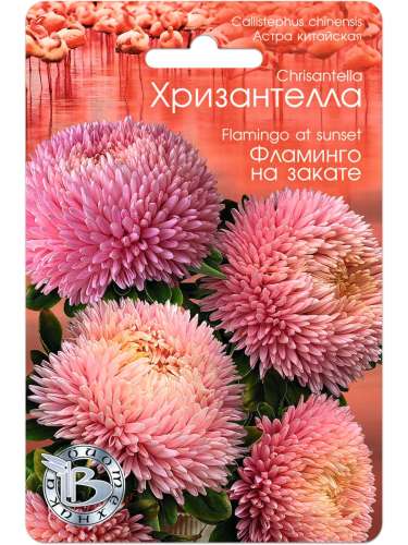 Астра Хризантелла Фламинго На Закате 30шт