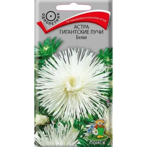 Астра Гигантские лучи белая